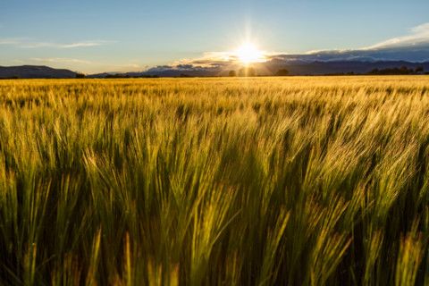 Sun setting over green grain field. Bellevue, Idaho, United States