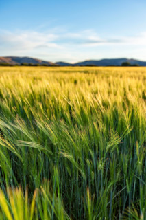 Green grain growing in field. Bellevue, Idaho, United States