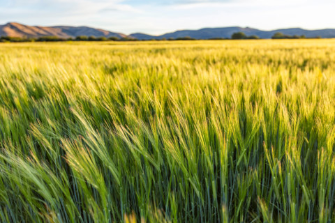 Green grain growing in field. Bellevue, Idaho, United States
