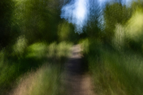Footpath in forest, blurred motion. Bellevue, Idaho, United States