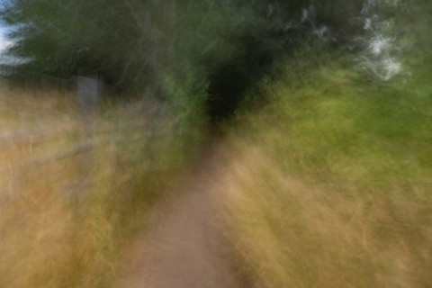 Footpath in forest, blurred motion. Bellevue, Idaho, United States