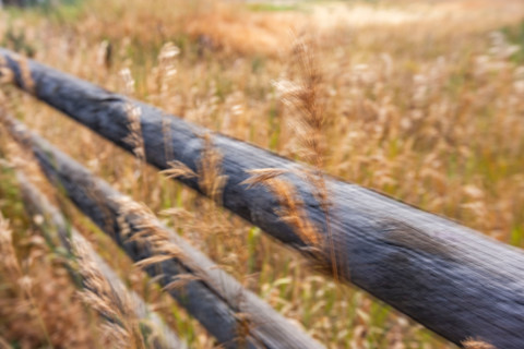 Close-up of. fence rails and wild grasses, blurred motion. Bellevue, Idaho, United States