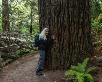 Portrait of smiling woman hugging Coastal Redwood tree in Redwood National Park. Crescent City,