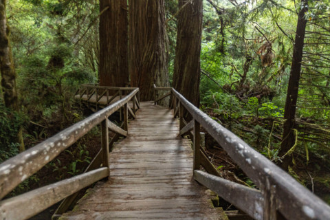 Empty wooden bridge over creek in Redwood National Park. Crescent City, California, United States