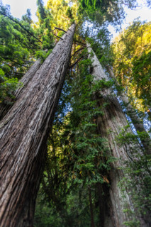 Low angle view of Coastal Redwood trees in Redwood National Park. Crescent City, California, United