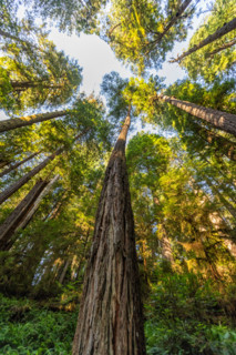 Upview of Coastal Redwood trees in Redwood National Park. Crescent City, California, United States