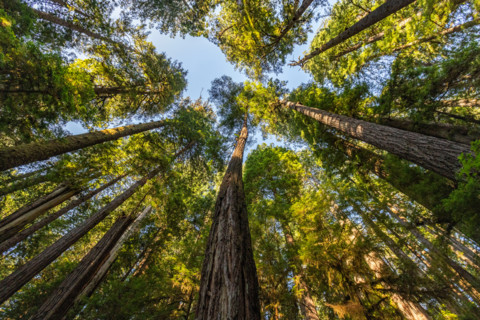Upview of Coastal Redwood trees in Redwood National Park. Crescent City, California, United States
