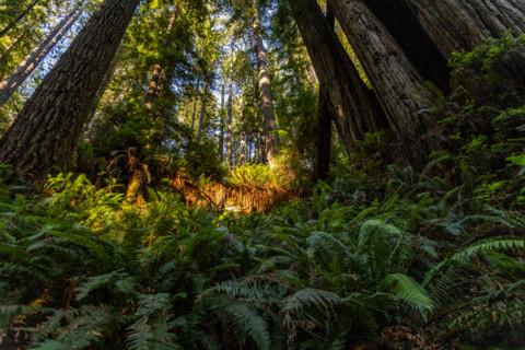 Ferns and Coastal Redwood trees in Redwood National Park. Crescent City, California, United States