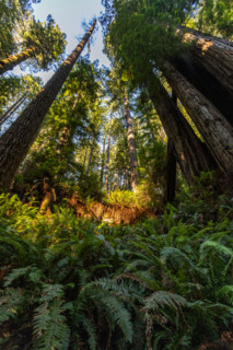 Ferns and Coastal Redwood trees in Redwood National Park. Crescent City, California, United States