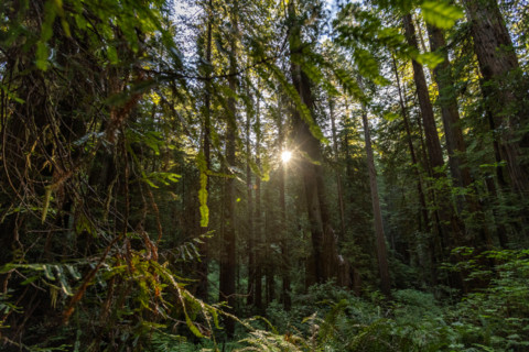 Sun shining through Coastal Redwood trees in Redwood National Park. Crescent City, California,