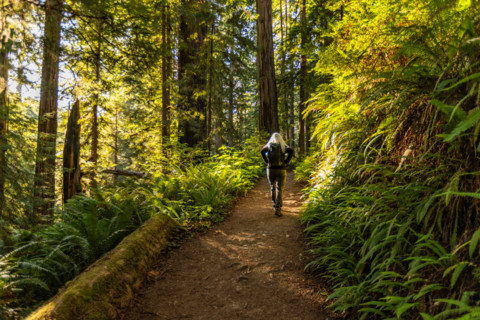 Rear view of woman hiking in Redwood National Park. Crescent City, California, United States