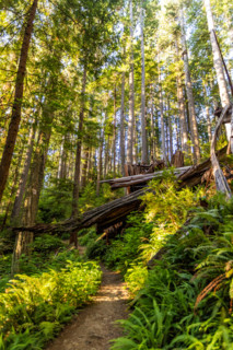Empty hiking path through Redwood National Park. Crescent City, California, United States
