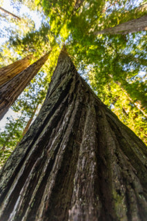 Upview of Coastal Redwood trees in Redwood National Park. Crescent City, California, United States