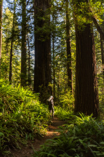 Woman hiking in Redwood National Park. Crescent City, California, United States