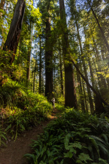 Woman hiking in Redwood National Park. Crescent City, California, United States