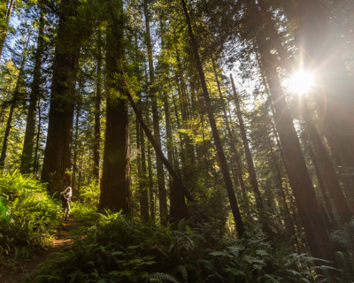 Woman hiking in Redwood National Park. Crescent City, California, United States