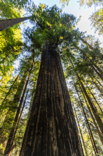 Upview of Coastal Redwood trees in Redwood National Park. Crescent City, California, United States
