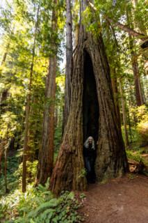 Portrait of smiling woman in redwood trunk in Redwood National Park. Crescent City, California,