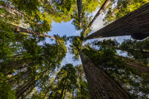 Upview of Coastal Redwood trees in Redwood National Park. Crescent City, California, United States