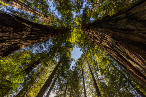Upview of Coastal Redwood trees in Redwood National Park. Crescent City, California, United States