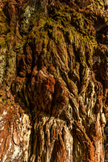 Close-up of redwood bark in Redwood National Park. Crescent City, California, United States