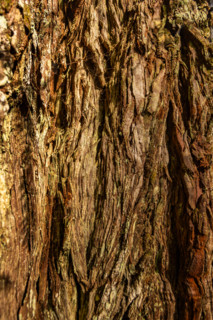 Close-up of redwood bark in Redwood National Park. Crescent City, California, United States