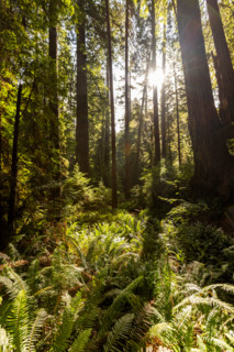 Sun coming through redwood forest in Redwood National Park. Crescent City, California, United