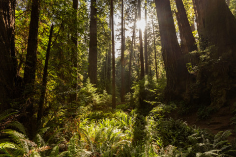 Sun coming through redwood forest in Redwood National Park. Crescent City, California, United