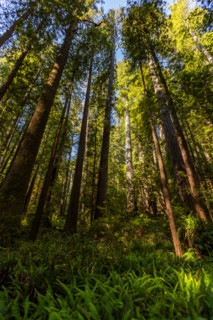 Low angle view of Coastal Redwood trees in Redwood National Park. Crescent City, California, United