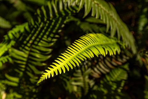 Close-up of sunlit fern frond in Redwood National Park. Crescent City, California, United States