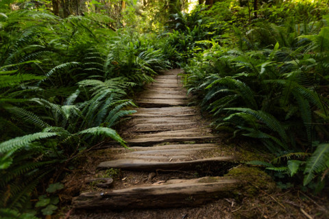 Empty weathered wooden path through Redwood National Park. Crescent City, California, United States