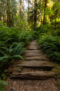 Empty weathered wooden path through Redwood National Park. Crescent City, California, United States