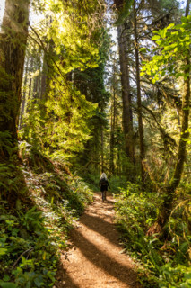 Rear view of woman hiking in Redwood National Park. Crescent City, California, United States