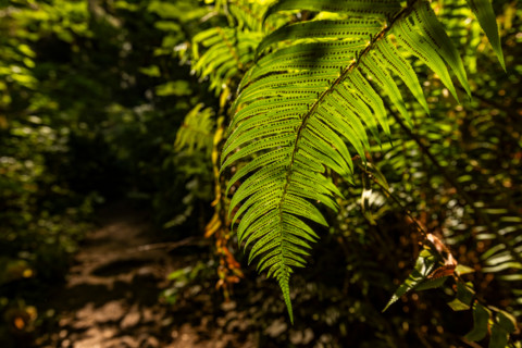 Close-up of fern frond in Redwood National Park. Crescent City, California, United States