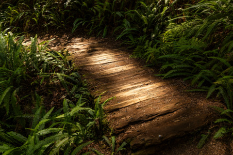 Sunlit wooden pathway through Redwood National Park. Crescent City, California, United States