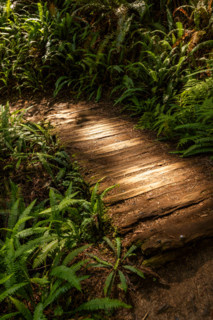 Sunlit wooden pathway through Redwood National Park. Crescent City, California, United States