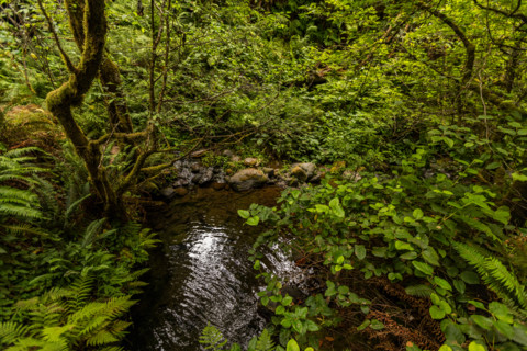 Creek in forest along Oregon Coast. Gold Beach, Oregon, United States