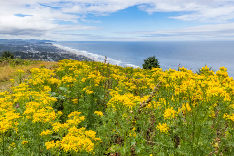Hilltop with yellow wildflowers with city and ocean in background. Lincoln City, Oregon, United