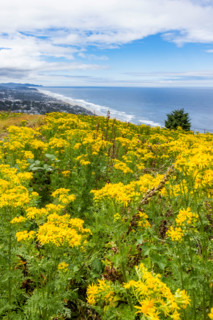 Hilltop with yellow wildflowers with city and ocean in background. Lincoln City, Oregon, United