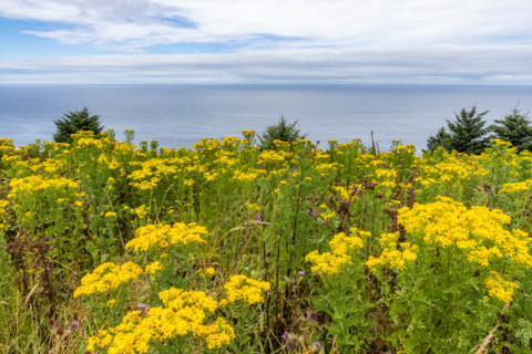 Yellow wildflowers with ocean in background. Lincoln City, Oregon, United States