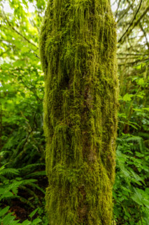 Close-up of green moss on tree trunk in forest. Lincoln City, Oregon, United States