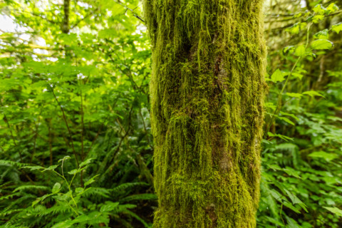 Close-up of green moss on tree trunk in forest. Lincoln City, Oregon, United States