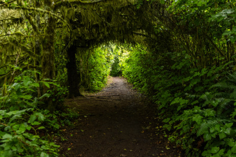 Tunnel of vegetation on forest hiking trail. Lincoln City, Oregon, United States