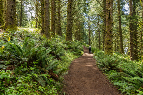 Rear view of woman hiking in forest. Lincoln City, Oregon, United States