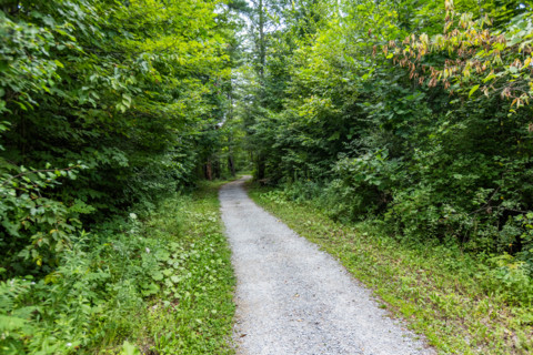 Empty rail trail path and trees. Manchester, Vermont, United States