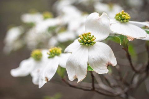Close-up of white dogwood flowers. Blacksburg, Virginia, United States