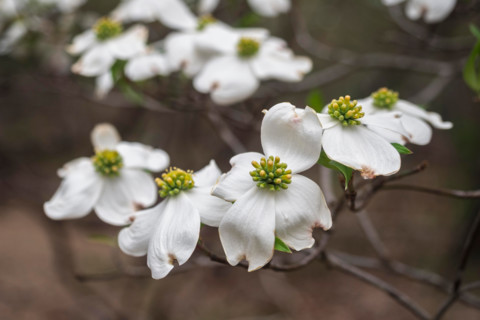 Close-up of white dogwood flowers. Blacksburg, Virginia, United States