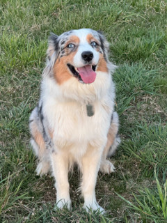 Portrait of Australian Shepherd sitting in field. Blacksburg, Virginia, United States