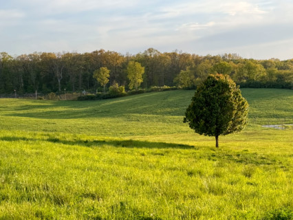 Single tree in grassy meadow on sunny day. Blacksburg, Virginia, United States