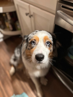 Portrait of Australian Shepherd sitting on floor in kitchen. Blacksburg, Virginia, United States